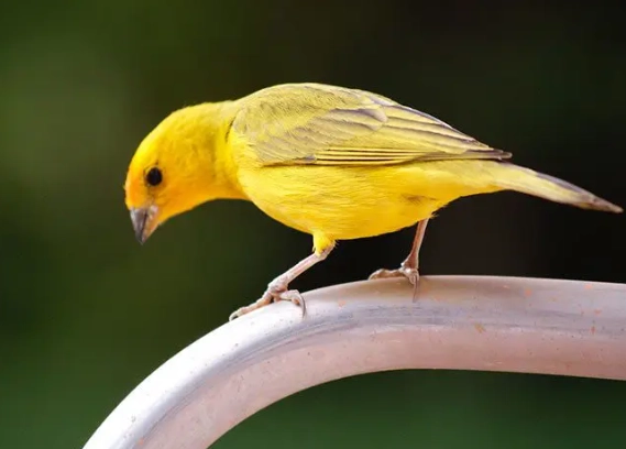 keeping canary warm in winter