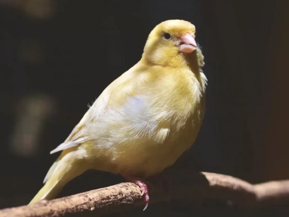 canary care in winter