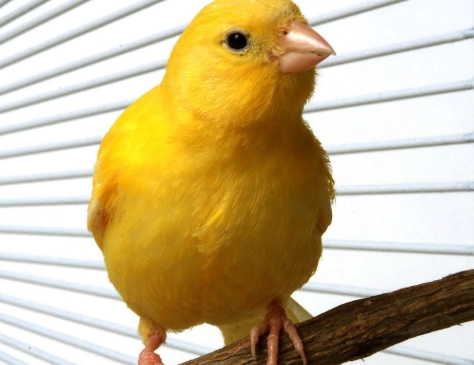 Ultimate Baby Canary Care Guide: Feeding, Housing & Health