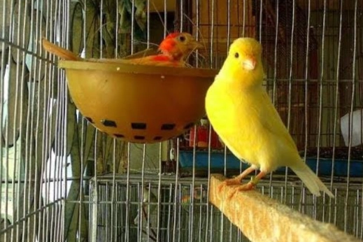 baby canary care tips