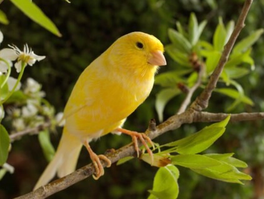canary care for beginners