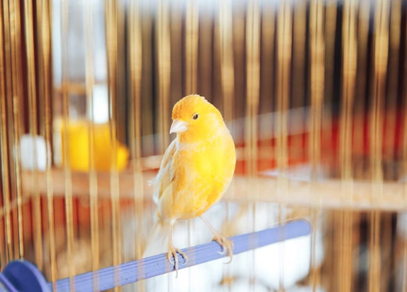 Essential Winter Canary Care Guide: Keep Your Bird Healthy & Singing