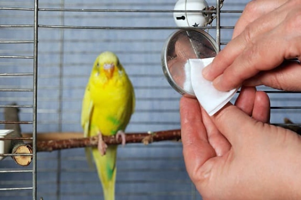 The Ultimate Guide to Easy to Clean Bird Cages