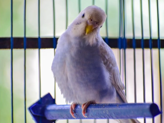 self cleaning bird cage