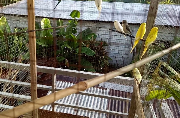 how to clean bird cage