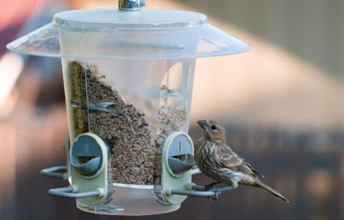 is vinegar safe for birds