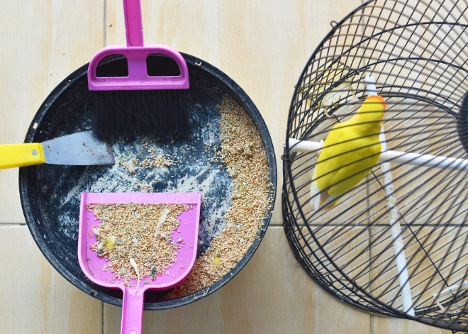 Ultimate Parakeet Cage Cleaning Guide: A Step-by-Step Routine
