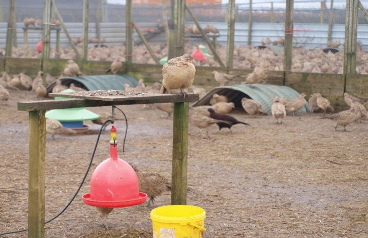 bird safe disinfectant