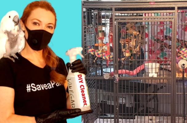 parakeet cage cleaning schedule