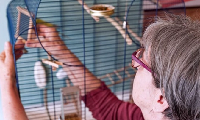 clean bird cage with vinegar