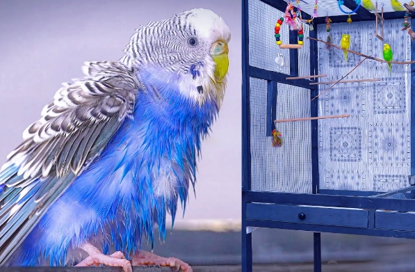 safe bird cage disinfectant