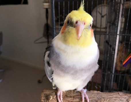 vinegar bird cage cleaner