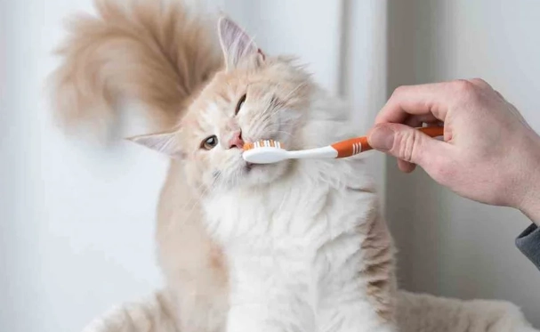 how to clean cat teeth