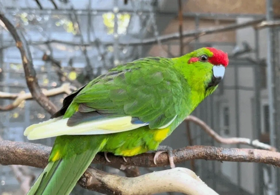 how to clean a bird cage fast