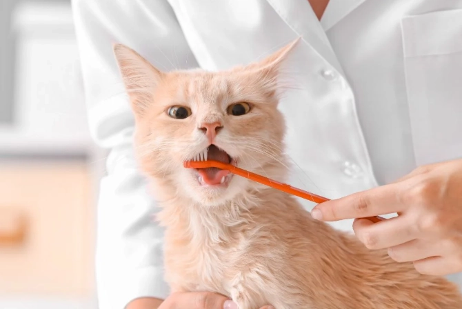feline dental disease prevention
