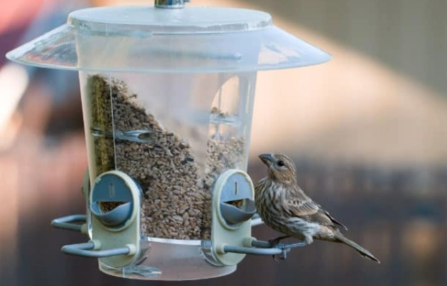 safe bird cage cleaning