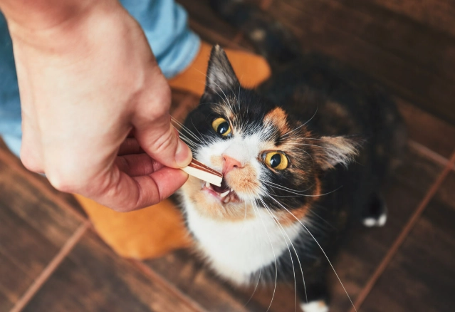 cat dental treats