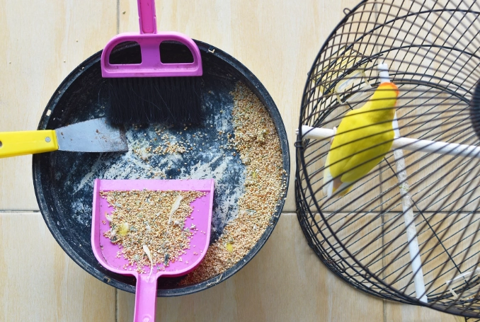 bird cage maintenance