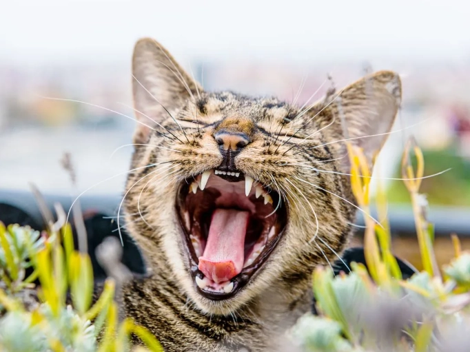 how much for cat teeth cleaning