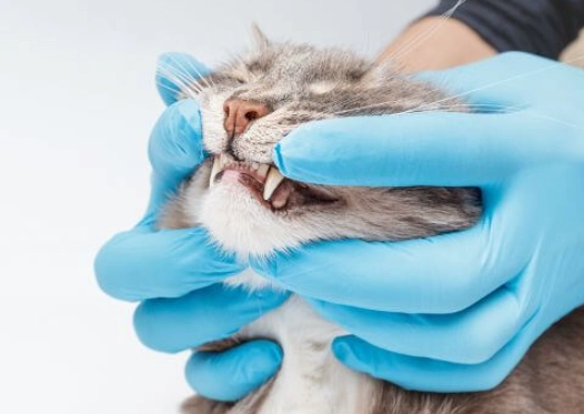The Complete Vet-Approved Guide to Cat Dental Care at Home & Beyond