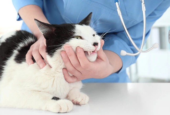 vet recommended cat dental