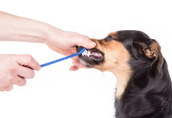 vet dental cleaning price