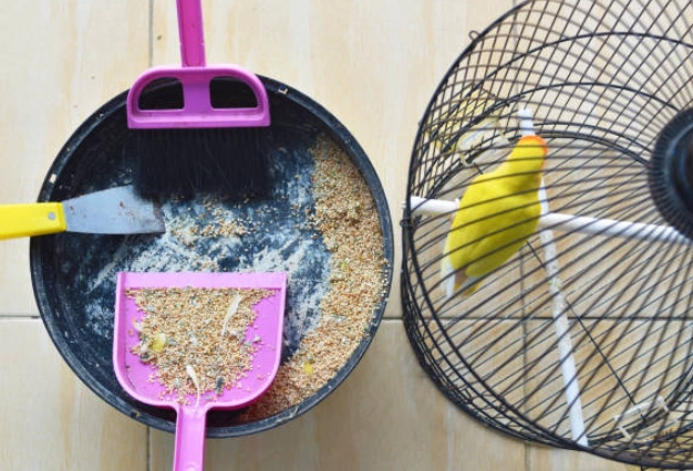 Essential Bird Cage Cleaning Tools: The Complete Guide for Pet Owners