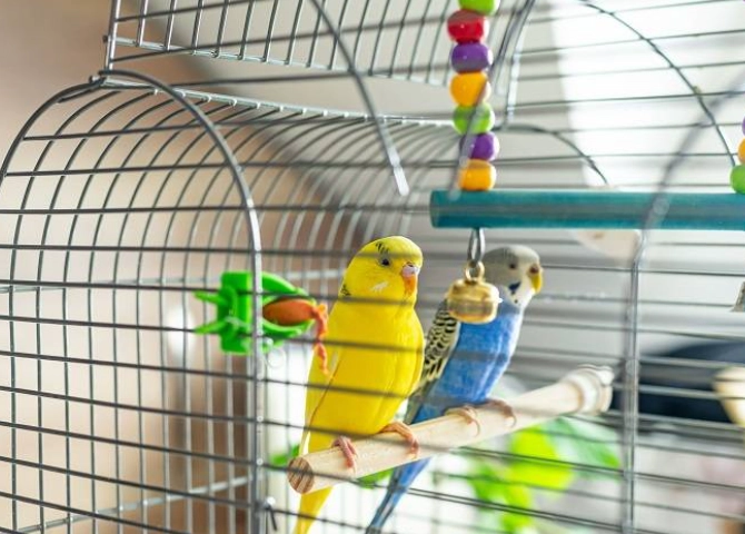 bird cage maintenance