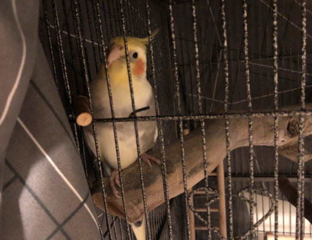 vinegar bird cage cleaner