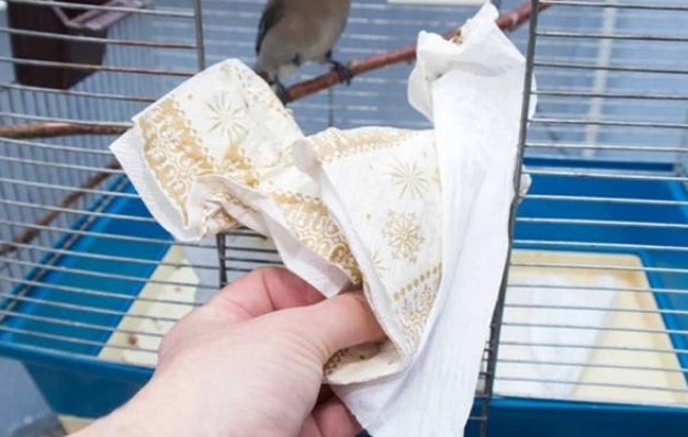 Ultimate Bird Cage Cleaning Hacks for a Healthier, Happier Bird