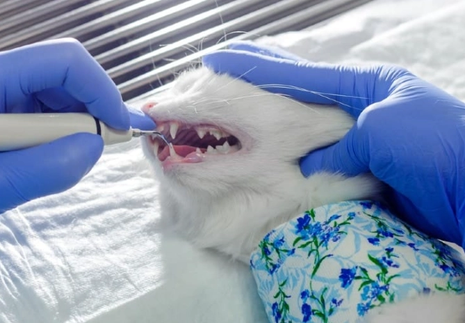 Cat Dental Cleaning Cost: What Every Pet Owner Must Know