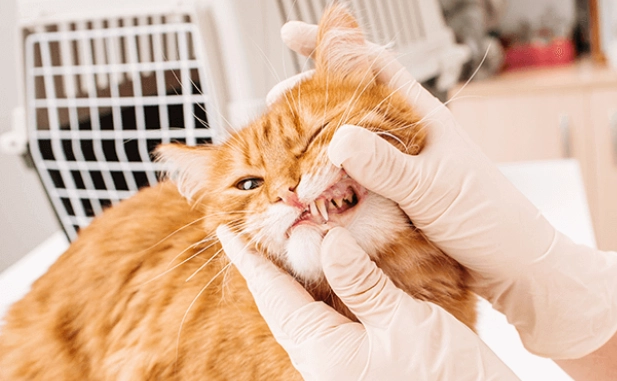 cat dental care