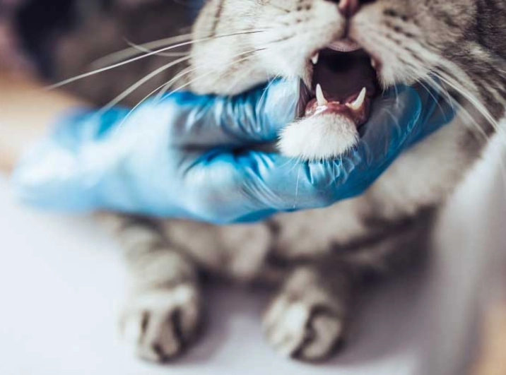 feline dental disease prevention