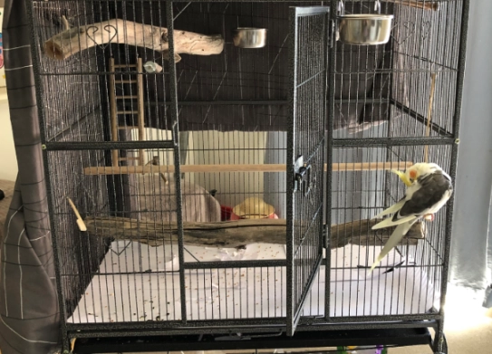 safe bird cage disinfectant