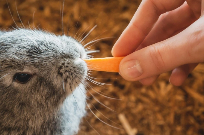rabbit feeding schedule