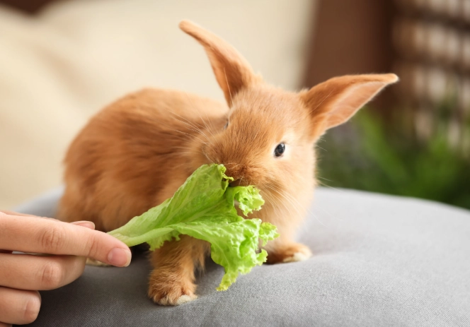what to feed rabbits
