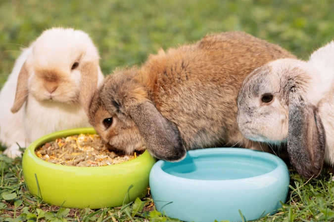 Rabbit Daily Feeding Guide: How Much Food is Right?