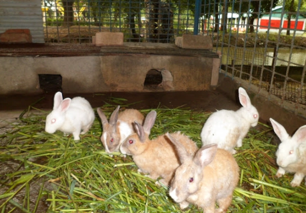 rabbit diet portion size