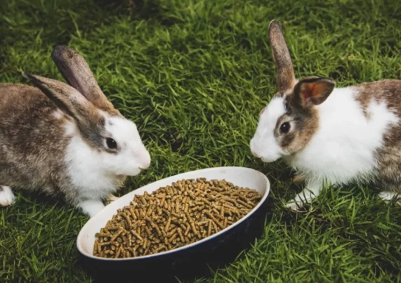 what to feed a rabbit