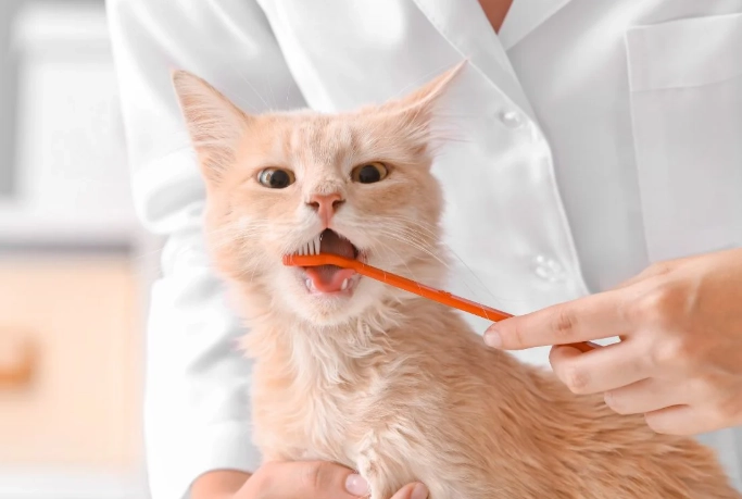 dental care for cats