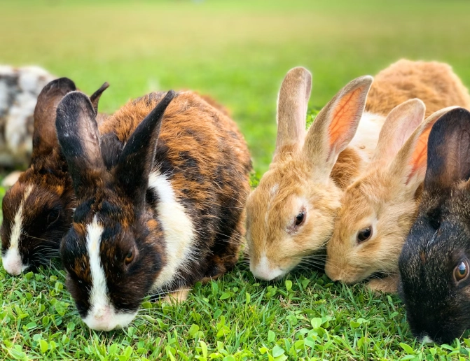 rabbit pellets feeding schedule
