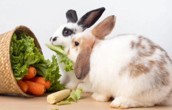 What Do Rabbits Eat? A Complete Guide to a Healthy Rabbit Diet