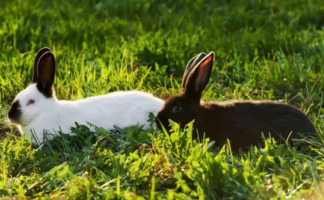 How Often to Feed Rabbit Pellets: A Complete Feeding Guide
