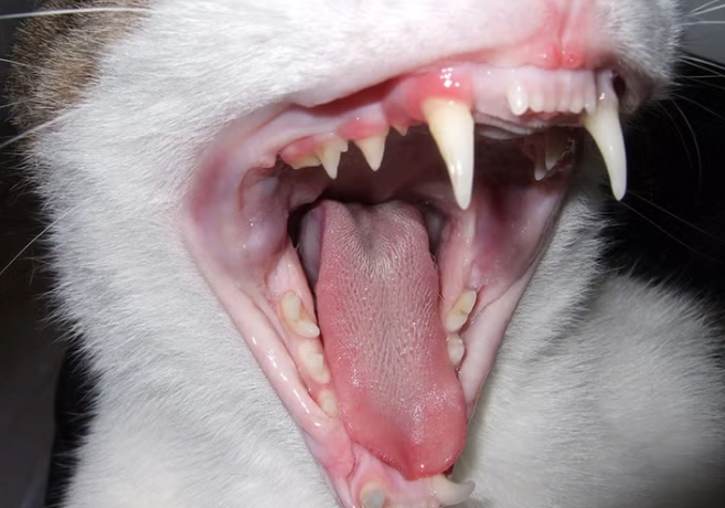 dental care for cats