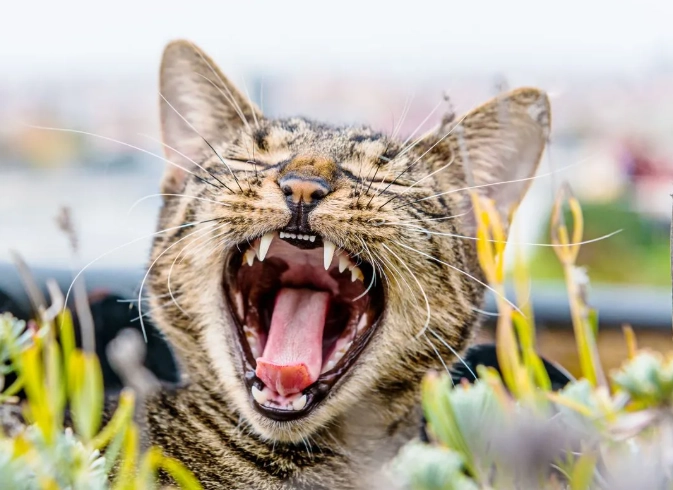 cat dental cleaning cost