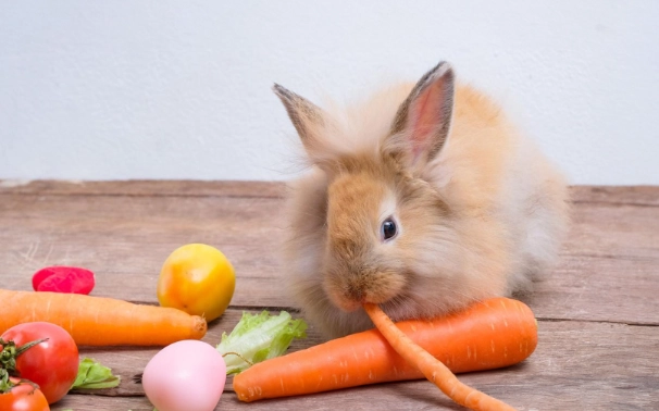 The Ultimate Guide to Rabbit Diet Percentages for Optimal Health