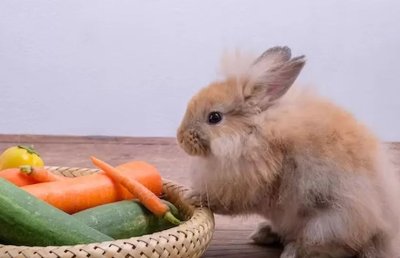 rabbit feeding guide