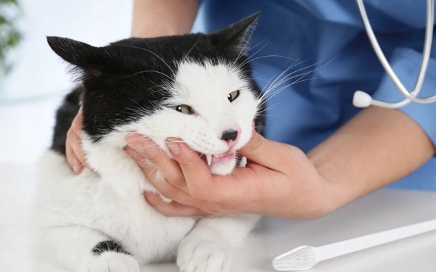 feline dental care expenses