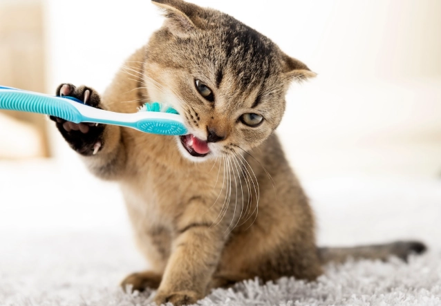 cat dental care