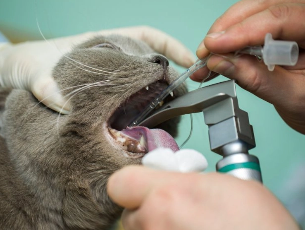 cat dental cleaning cost